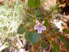 Goodenia grandiflora