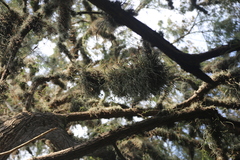 Tillandsia baileyi