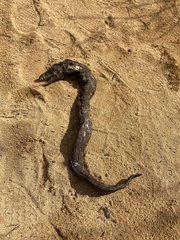 Gymnothorax undulatus