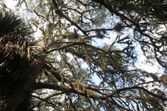 Tillandsia baileyi
