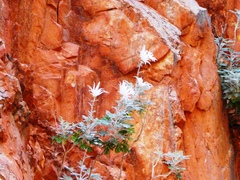 Actinotus schwarzii