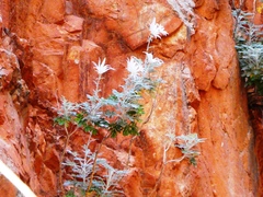 Actinotus schwarzii
