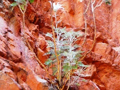 Actinotus schwarzii
