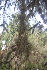 Tillandsia baileyi
