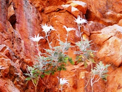Actinotus schwarzii