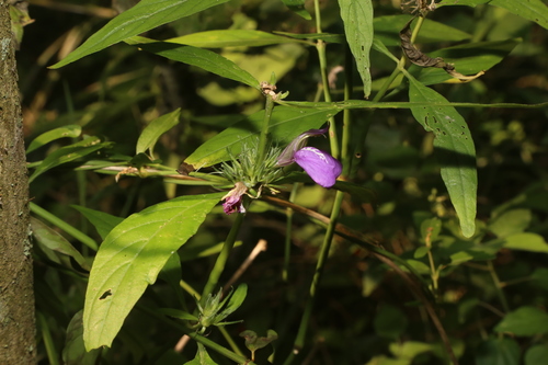 Image of Justicia runyonii by (c) Reid Hardin, some rights reserved (CC BY)
