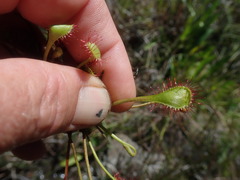 Drosera collinsiae