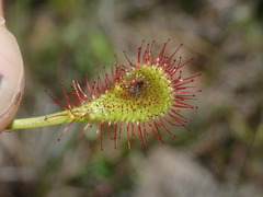 Drosera collinsiae