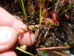 Drosera collinsiae