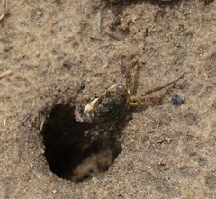 Pseudohelice subquadrata