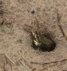 Pseudohelice subquadrata