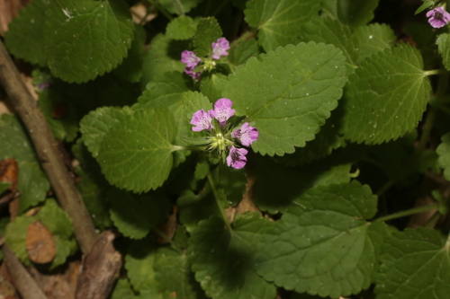 Image of Justicia runyonii by (c) Reid Hardin, some rights reserved (CC BY)