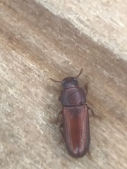 Tribolium castaneum