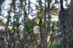 Pinus contorta bolanderi