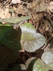 Hepatica