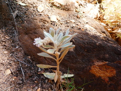 Ptilotus sessilifolius