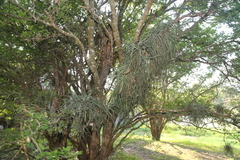 Tillandsia baileyi