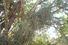 Tillandsia baileyi