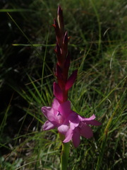 Watsonia occulta