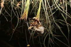 Tillandsia baileyi