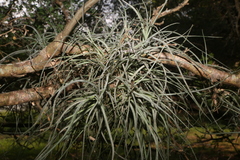 Tillandsia baileyi