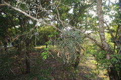 Tillandsia baileyi
