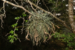 Tillandsia baileyi