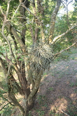 Tillandsia baileyi