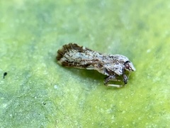 Diaphorina