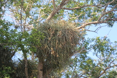 Tillandsia baileyi