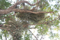 Tillandsia baileyi