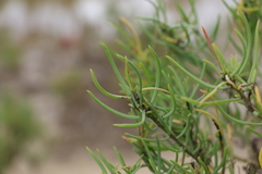 Suaeda australis