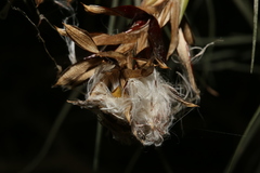 Tillandsia baileyi