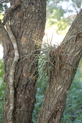 Tillandsia baileyi