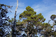 Pinus contorta bolanderi