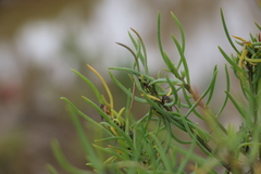 Suaeda australis