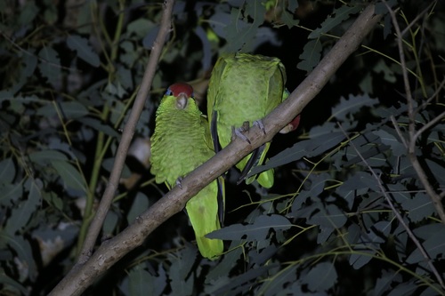 Red-crowned Amazon (Amazona viridigenalis)