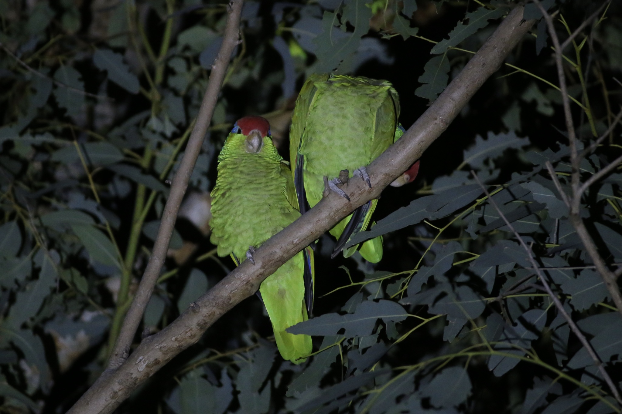 Red-crowned Amazon (Amazona viridigenalis)