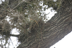 Tillandsia baileyi