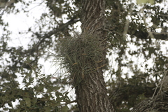 Tillandsia baileyi