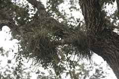 Tillandsia baileyi