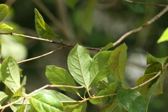 Pittosporum ferrugineum