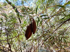 Pandorea doratoxylon