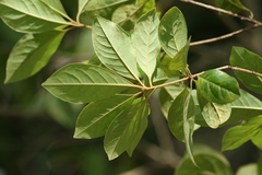 Pittosporum ferrugineum