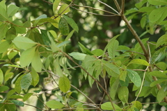 Pittosporum ferrugineum