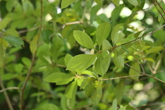 Pittosporum ferrugineum
