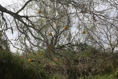 Cucumis melo agrestis