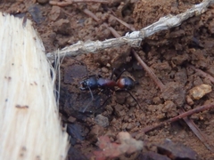 Camponotus obscuripes