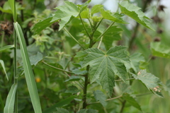 Hibiscus diversifolius