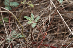 Hoffmannseggia tenella